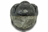 Wide Enrolled Morocops Trilobite - Morocco #323222-2